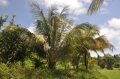 grenada, caribbean, west indie-067